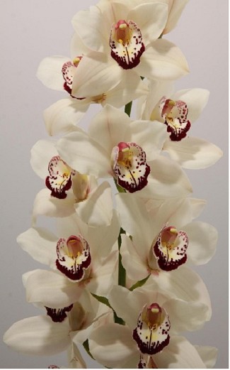 Cymbidium Mrs Esmee 80cm Bl