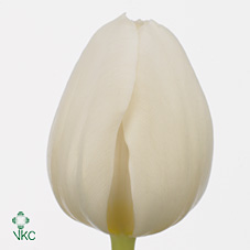 Tulipan Hol. Antarctica 40cm Bl. "T10"