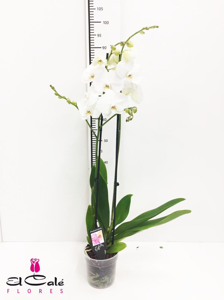 P. Phalaenopsis Ov. White 15/90cm 2T x4