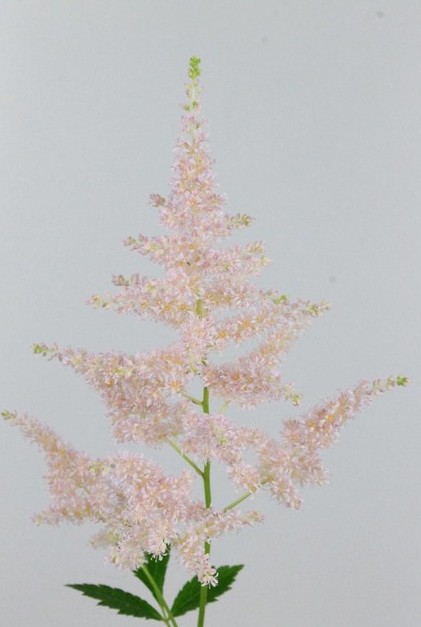 Astilbe Europa 45cm