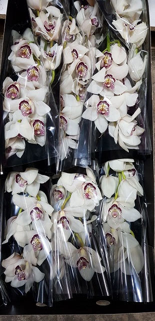 Cymbidium Mrs Esmee 60cm Bl