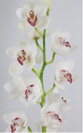 Cymbidium Vanity 50cm Bl