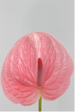 Anthurium Hol. Pink Christina Rosa 15  "CC10"