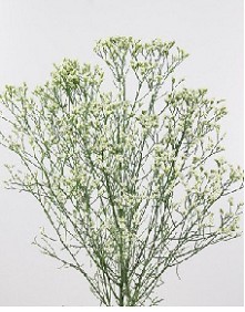 Limonium Hol. Sen Colada 70cm 20gr "T25" Bl