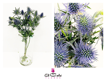 Eryngium Hol. Supernova Qstar 40cm x5