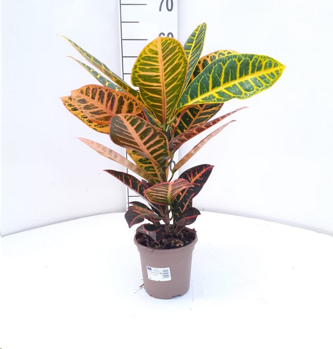 P. Croton Nac. Petra 14/60cm x6