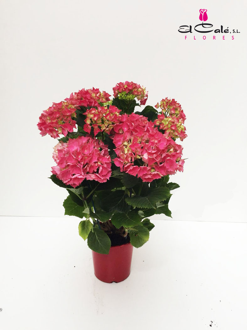 P. Hortensia Nac. Roja 17/55cm x6