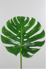 Philodendro Monstera Hol. Mediano 55cm 27