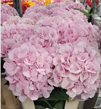 Hortensia Hol. Verena 60cm 16/18 Rosa