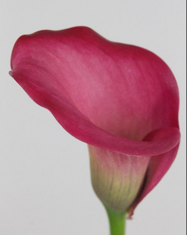 Calla Zazu 55cm Fres.