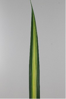 Pandanus Hol. Bicolor 70cm