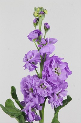 Aleli Hol. Centum Lavende 55cm x10