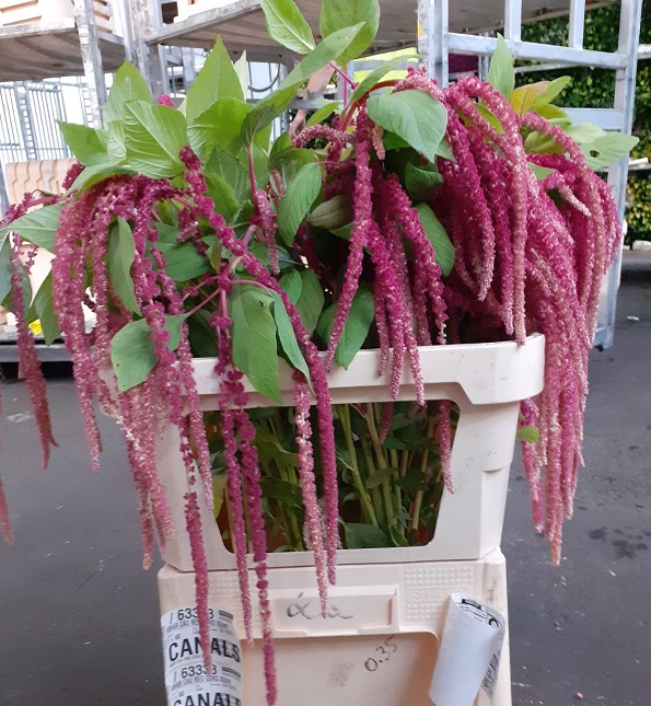 Amaranthus Hol. Red Cord 80cm