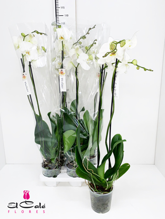 P. Phalaenopsis Ov. White 15/100cm 2T x4