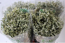 Limonium Hol. Chino Blanco 60cm 25gr "T25"