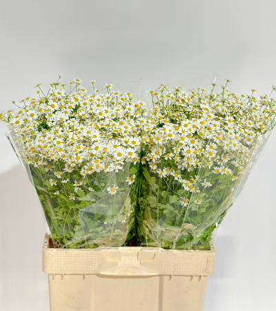 Tanacetum S. Vegmo Manzanilla 60cm 650gr x25