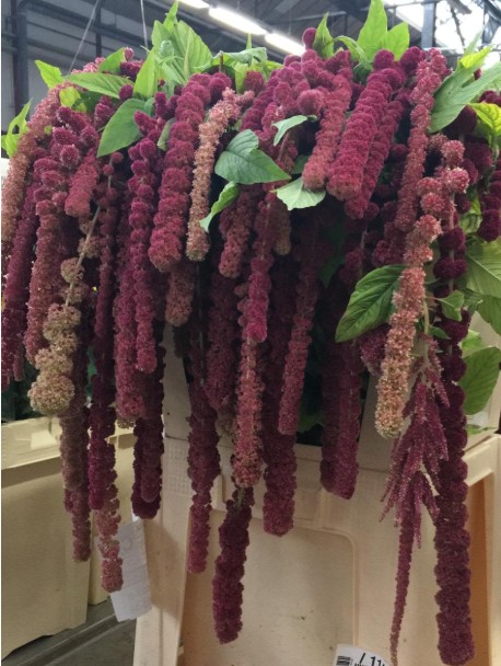 Amaranthus Hol. Rosary 75cm x10