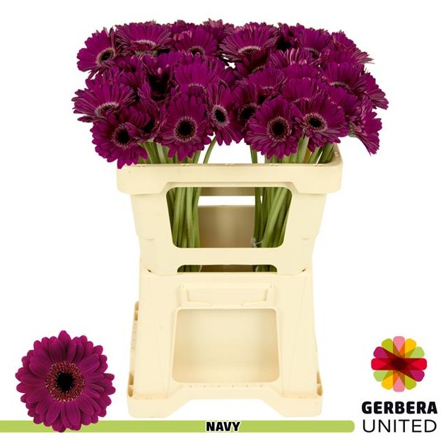 FLORES | almacén de flor - Mayorista de flores. - Flores - Gerbera - Gerbera  Mini Hol. Navy x20 Morada