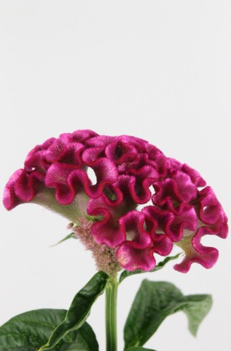 Celosia Cresta Solid 75cm x5 Fu