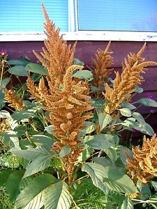 Amaranthus Hol. Hot Biscuits 70cm ocre