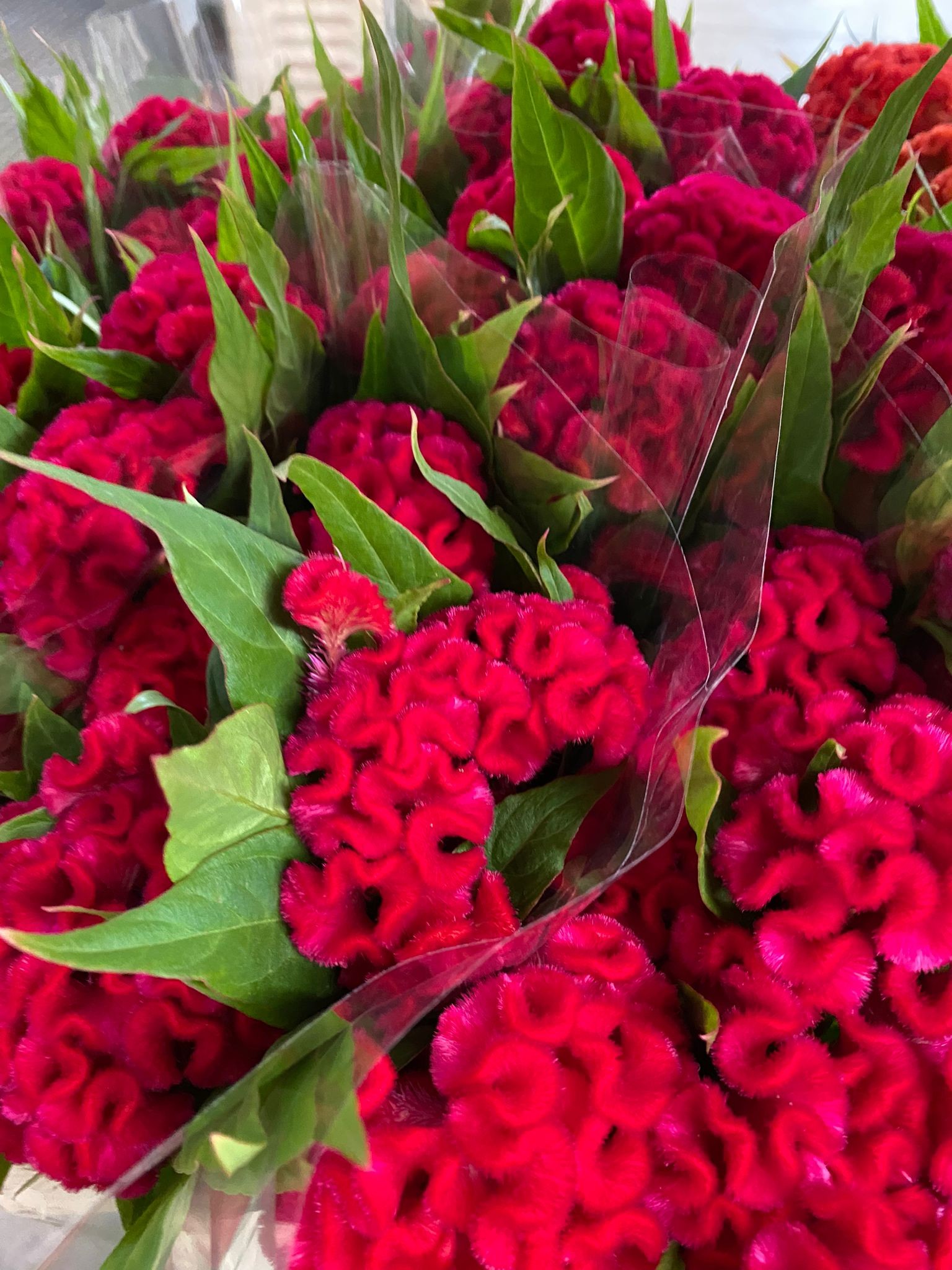 Celosia Cresta Nac. Fucsia 70cm x5