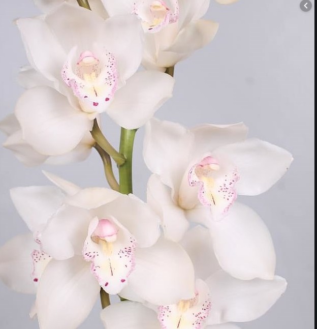 Cymbidium Antonella 60cm Bl.