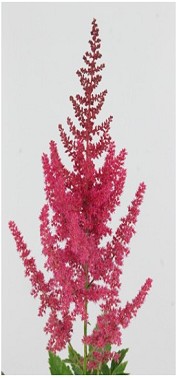 Astilbe Else Schluc 55cm