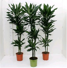 P. Dracena Hol. Janet 21/115cm 3.P (40/70/115)