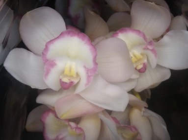 Cymbidium Blanca 60cm