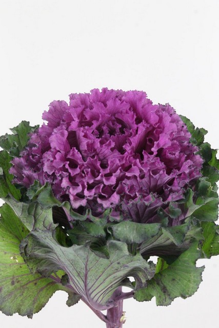 Brassica Hol. First Layd 60cm x5 Mor