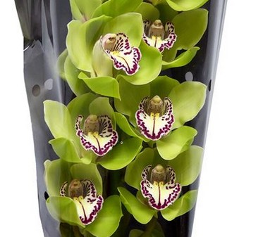 Cymbidium Robin Hood 80vm Vd.