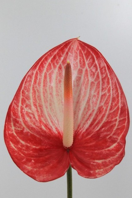 Anthurium Hol. Singita 13  "CC12"