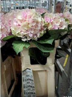 Hortensia Hol. Verena Classic 80cm 20/22 Verde