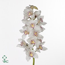 Cymbidium Tony 60cm Bl.