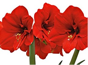 Amaryllis Ferrari Rojo "CC12"