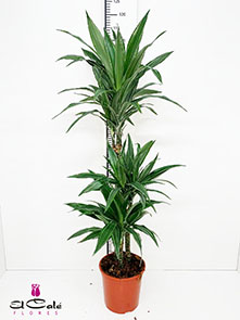 P. Dracena Deremensis Nac. 20/115cm 3P  (115/90/60)