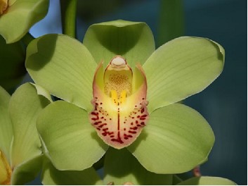 Cymbidium x6 Mrs R Hood 80cm Vd.