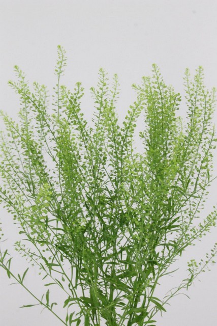 Lepidium Thlaspy Green Bell 75cm 30gr "T25"