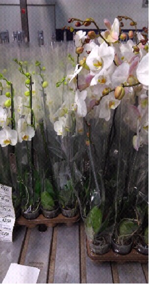 P. Phalaenopsis Ov. White 12/70cm 2T x10