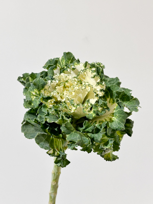 Brassica Nac. Blanca Rizada 60cm