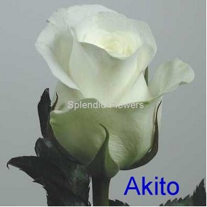 Rosa Africa Akito 50cm x10