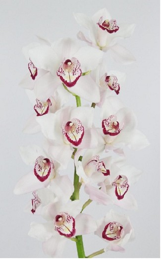 Cymbidium Mon Amour 60cm bl