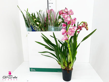 P. Cymbidium Mix 14/80cm x8  2Tall.