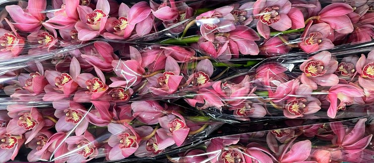 Cymbidium Pink Blossum 80cm Rs.