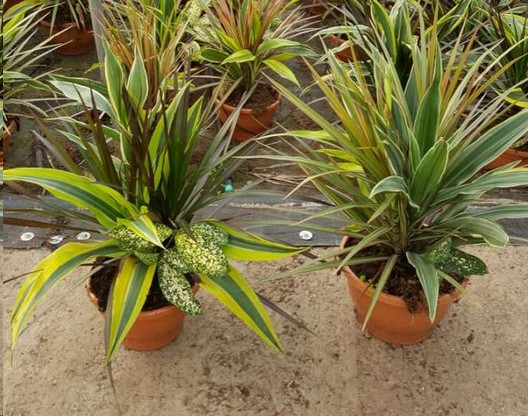 P. Composicin Dracena Mix Nac. 20/50cm x5