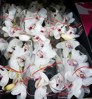 Cymbidium Vanity 60cm Bl