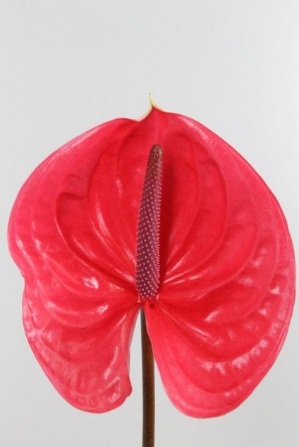 Anthurium Hol. Enjoy 13  "CC12"