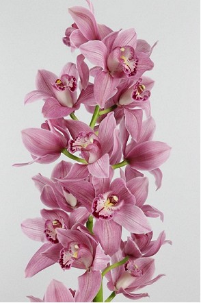 Cymbidium Caslagen Rs 80cm