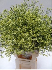 Limonium Hol. China Summer 60cm 25gr "T25" Am.