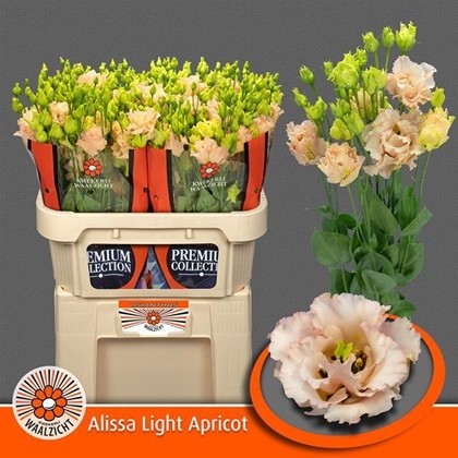 Lisiantus Hol. Alissa L Apricot 70cm 55gr "T10"